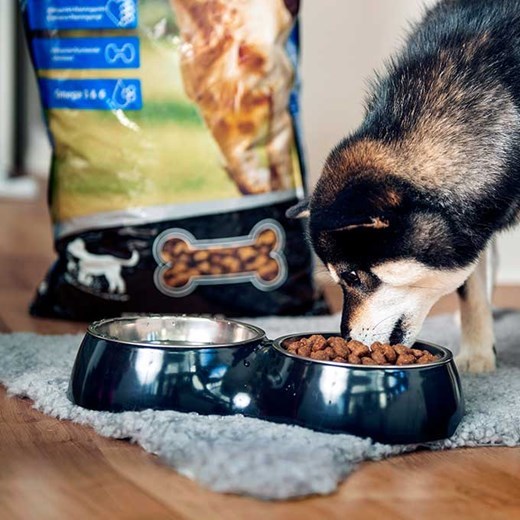New Product This Autumn – Premium Food for Dogs and Cats