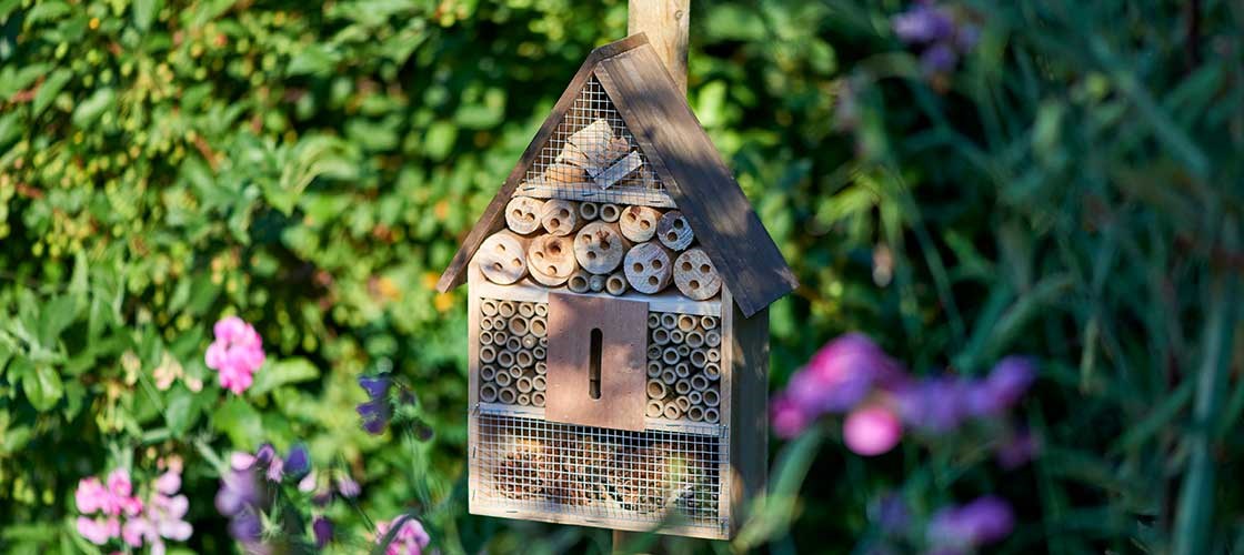 Guide: Få flere insekter i hagen med insekthoteller og planter