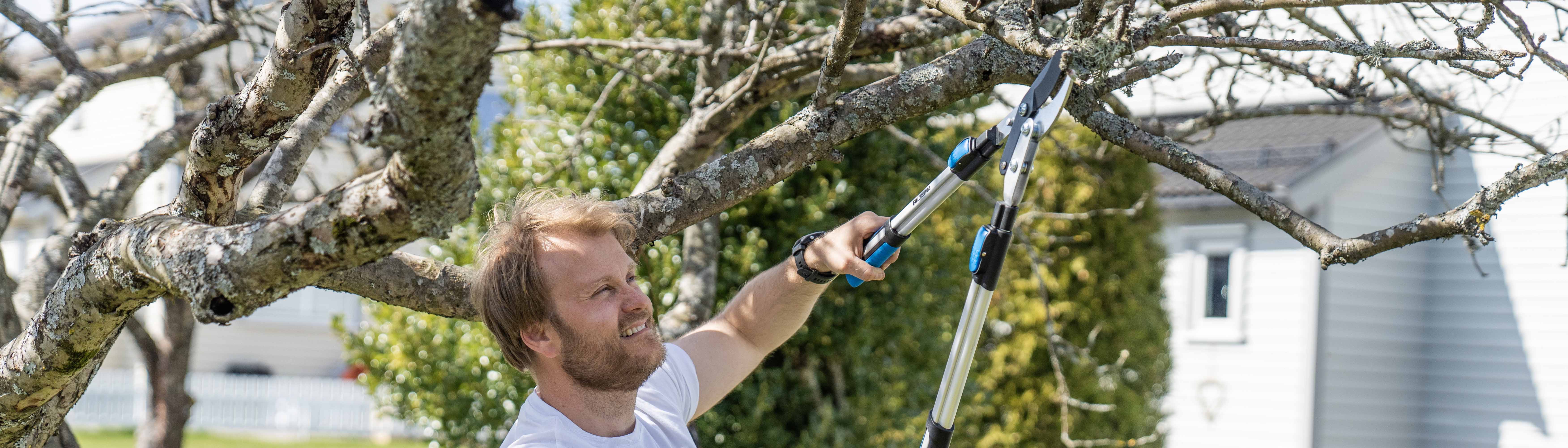 Beskjæring av frukttrær, blomster og busker