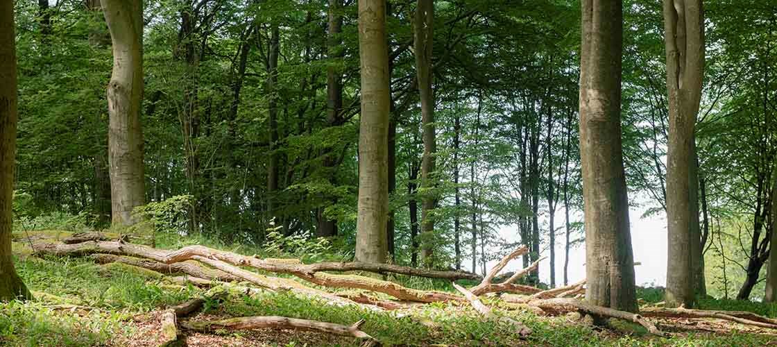 Kle deg riktig for en utflukt i skogen