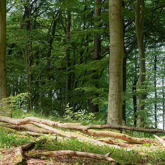 Velg riktig klær for utflukten i skogen